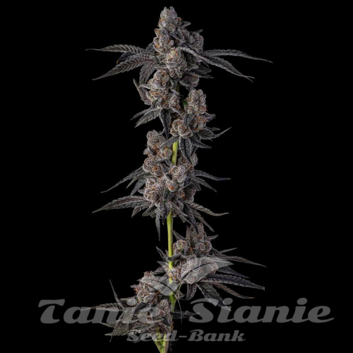 Mellowz - COMPOUND GENETICS