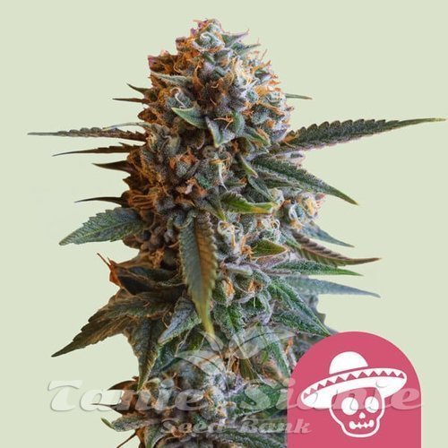 Nasiona Marihuany Mexican Rush - ROYAL QUEEN SEEDS