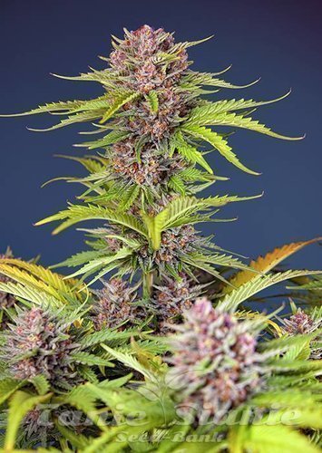Nasiona Marihuany Mimosa Bruce Banner XL Auto - SWEET SEEDS