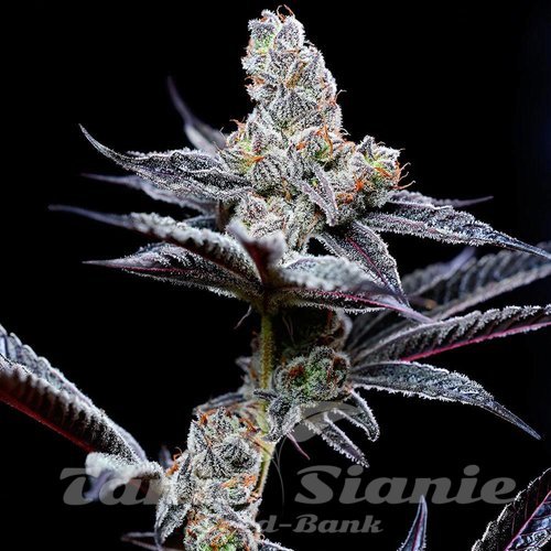 Mind Fuck - COOKIES SEEDS