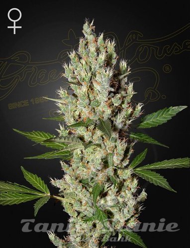Nasiona Marihuany Moby Dick - GREEN HOUSE SEEDS