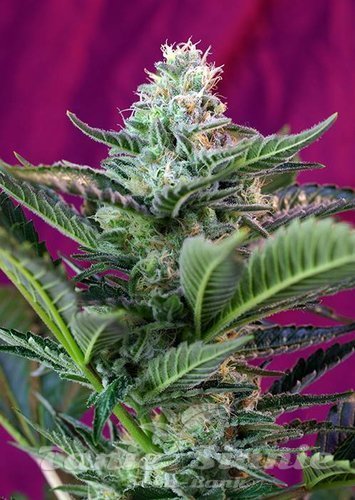 Nasiona Marihuany Mohan Ram Auto - SWEET SEEDS