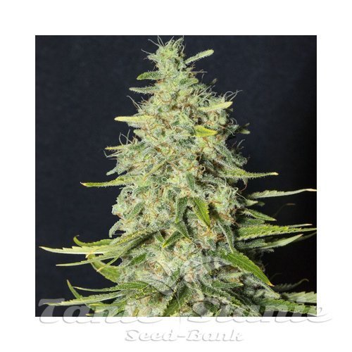 Nasiona Marihuany Monster CBD - EVA SEEDS
