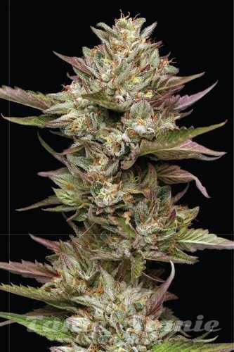 Moon Fog - HUMBOLDT SEED COMPANY