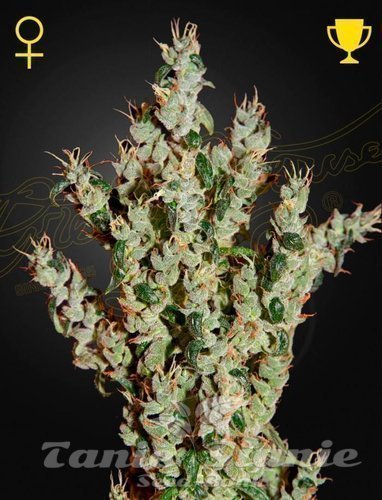 Nasiona Marihuany NL5 Haze Mist - GREEN HOUSE SEEDS