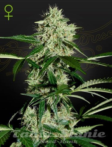 Nasiona Marihuany Northern Light Automatic - GREEN HOUSE SEEDS