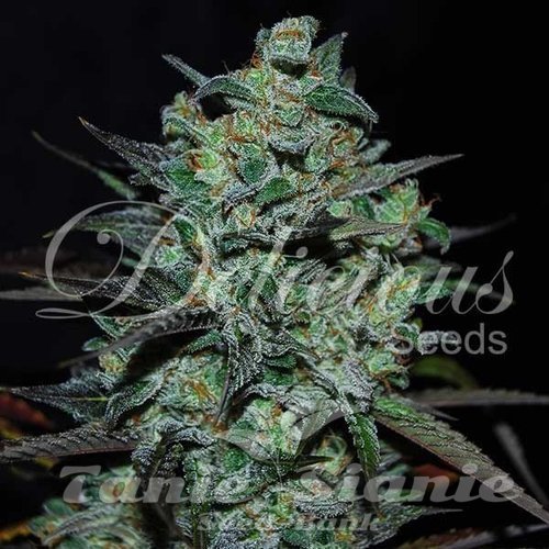 Nasiona Marihuany Northern Light Blue THC-FREE - DELICIOUS SEEDS