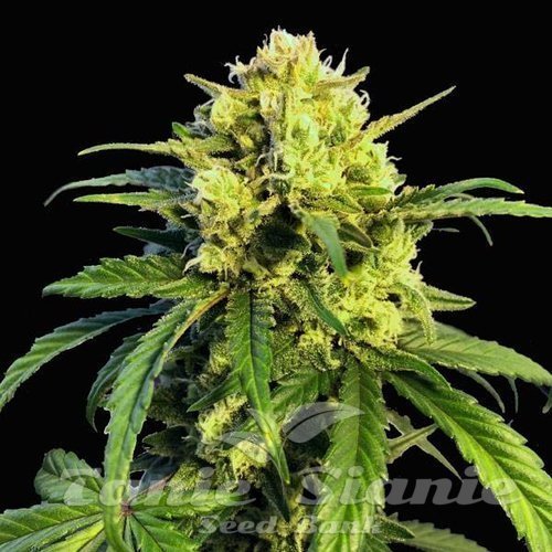 Northern Lights x Mazar Auto
