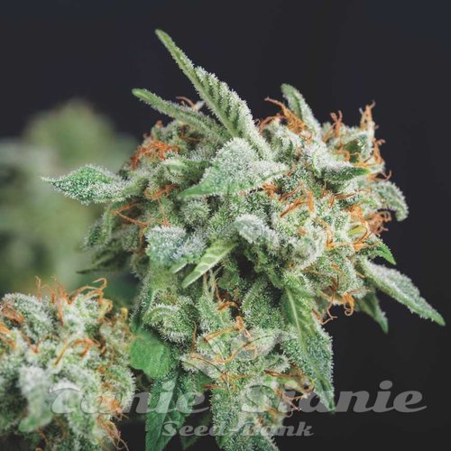 Nasiona Marihuany Northern Lights x Runtz - PYRAMID SEEDS