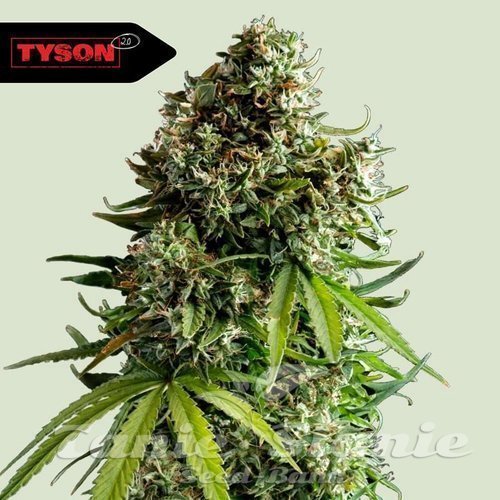 Nasiona Marihuany NYC Sour D Auto - ROYAL QUEEN SEEDS X TYSON 2.0