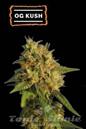 O.G. Kush - SEED STOCKERS