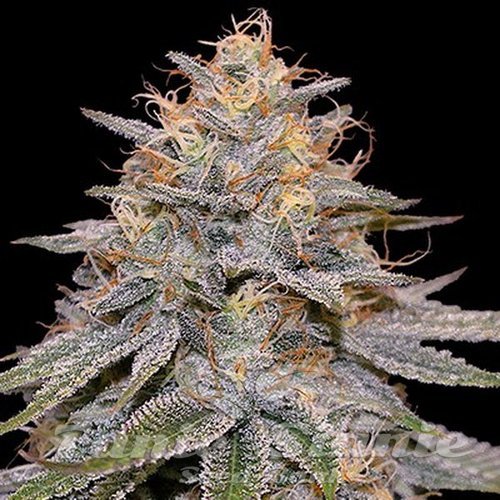 Nasiona Marihuany Orange Frappe - G13 LABS