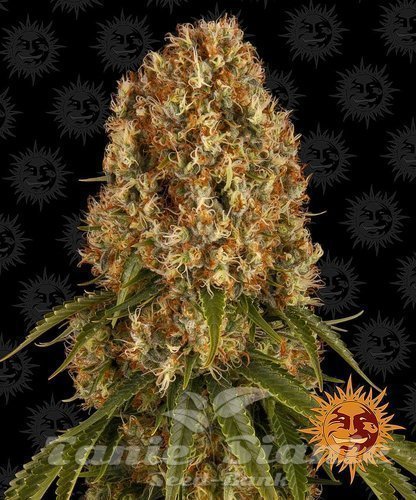 Nasiona Marihuany Orange Sherbert - BARNEY'S FARM