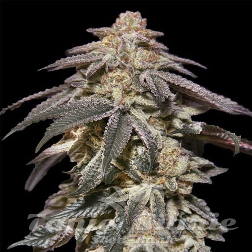 Oreoz Auto