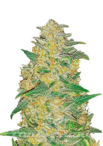 Nasiona Marihuany Original Auto AK - FASTBUDS