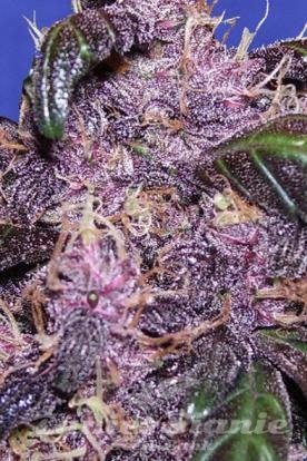 Nasiona Marihuany Auto Purple - Original Sensible Seeds