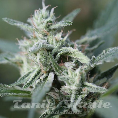 Nasiona Marihuany Cannafuel CBD + - Original Sensible Seeds