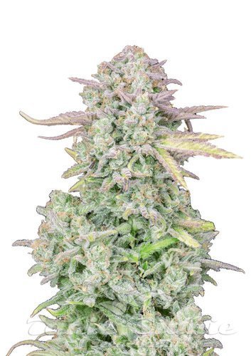 Nasiona Marihuany Original Trainwreck Auto - FASTBUDS