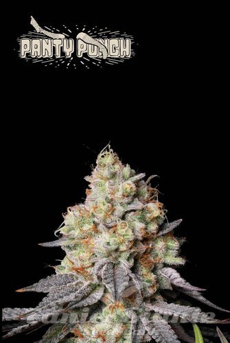 Panty Punch Auto - SEED STOCKERS