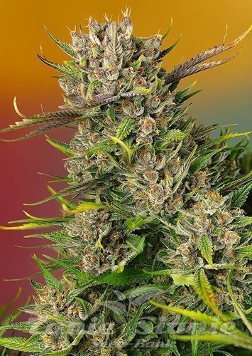 Nasiona Marihuany Papaya Zoap Auto - SWEET SEEDS