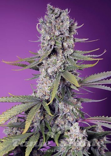 Nasiona Marihuany Papaya Zoap F1 Fast Version - SWEET SEEDS