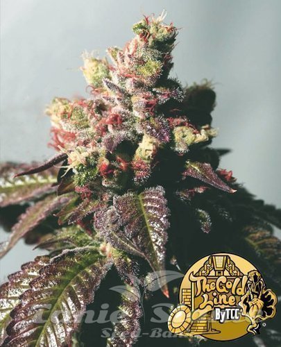 Nasiona Marihuany Passion Berry - THE CALI CONNECTION