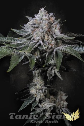Nasiona Marihuany Peach Frosting - PARADISE SEEDS