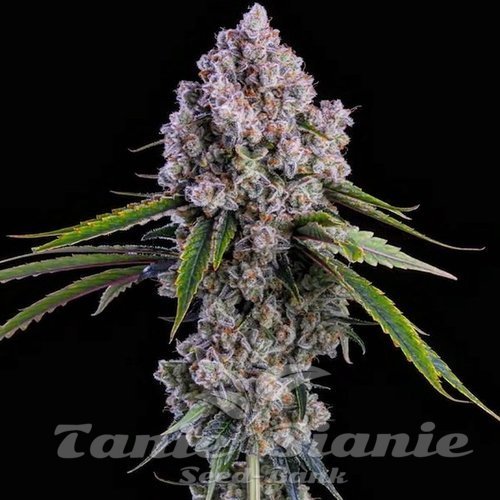 Pepe Silvia R1 - ETHOS GENETICS 