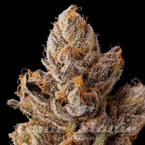 Permanent Kush - INHOUSE GENETICS
