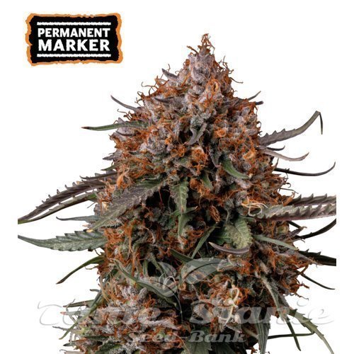 Permanent Marker - SEED STOCKERS