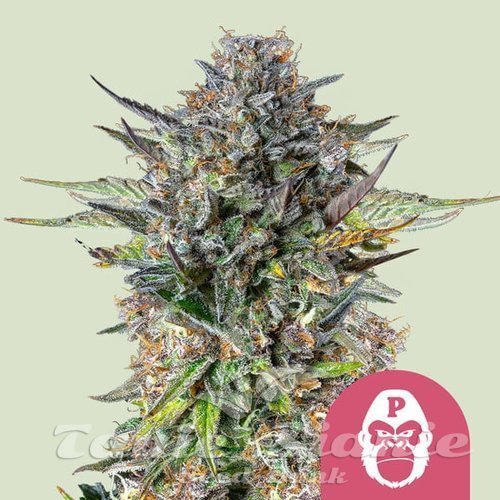Nasiona Marihuany Pink Gorilla - ROYAL QUEEN SEEDS