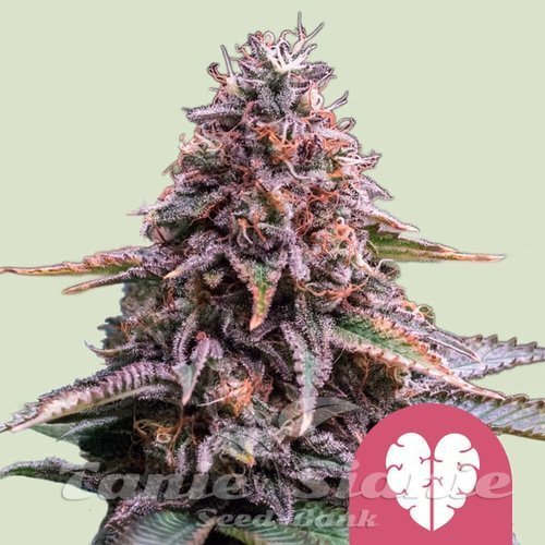 Nasiona Marihuany Pink Mist - ROYAL QUEEN SEEDS