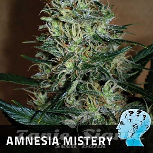 Nasiona Marihuany Amnesia Mistery - POSITRONICS