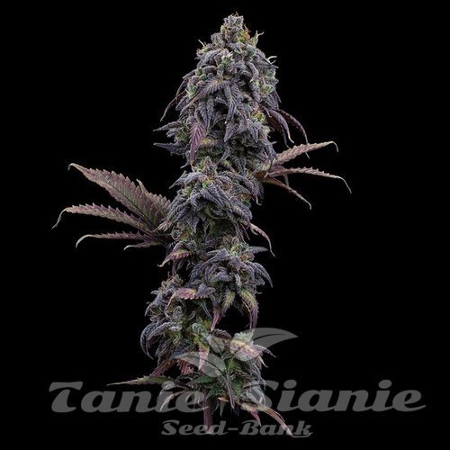 Nasiona Marihuany Princess Haze - BROTHERS GRIMM SEEDS