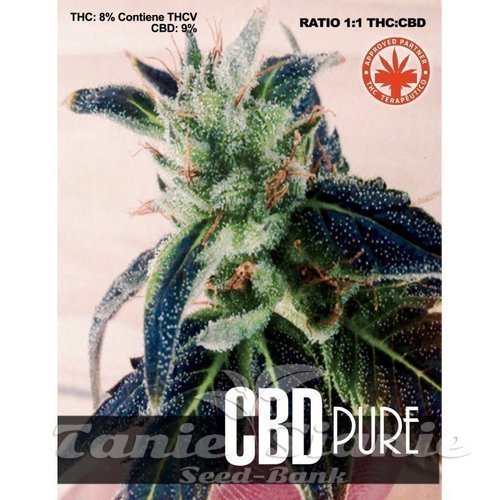 Nasiona Marihuany CBD Pure - PURE SEEDS