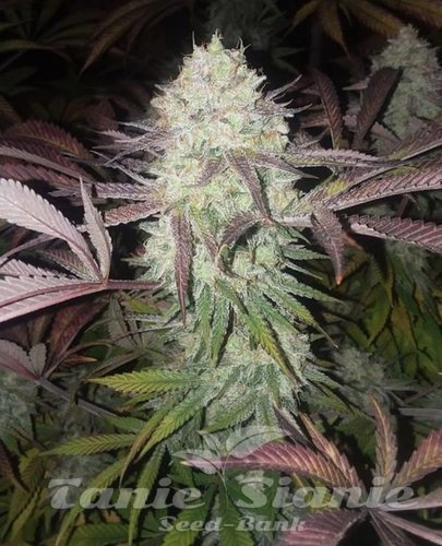 Nasiona Marihuany Purple Crack - THE CALI CONNECTION