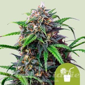 Nasiona Marihuany Purple Lemonade Auto - ROYAL QUEEN SEEDS