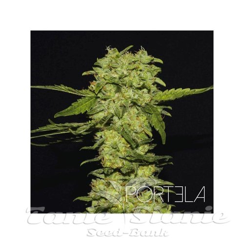 Nasiona Marihuany Portela - R-KIEM SEEDS