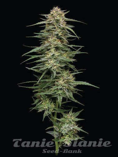 Raspberry Parfait - HUMBOLDT SEEDS COMPANY