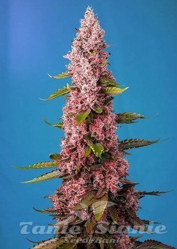 Nasiona Marihuany Red Hot Cookies - SWEET SEEDS