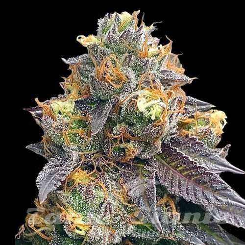 Red Strawberry Banana Auto