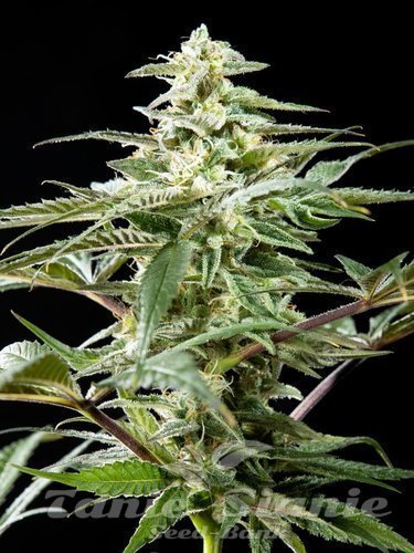 Nasiona Marihuany Rich Candy CBD - PHILOSOPHER SEEDS