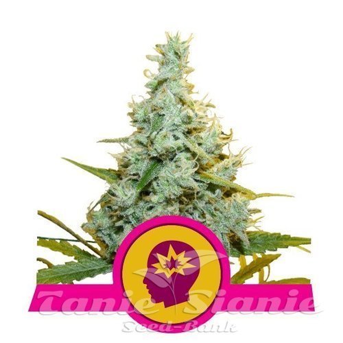 Nasiona Marihuany AMG Amnesia Mac Ganja - ROYAL QUEEN SEEDS 