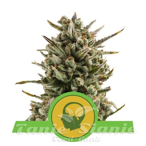 Nasiona Marihuany Amnesia Haze Automatic - ROYAL QUEEN SEEDS
