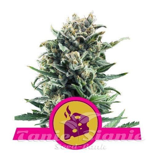 Nasiona Marihuany Blue Cheese - ROYAL QUEEN SEEDS