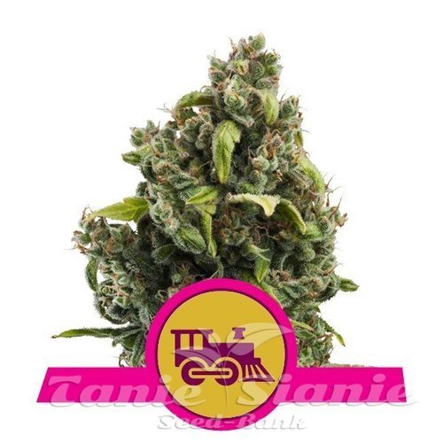 Nasiona Marihuany Candy Kush Express (Fast Version) - ROYAL QUEEN SEEDS