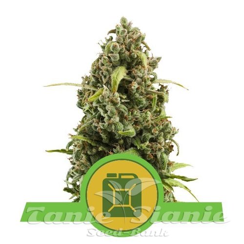 Nasiona Marihuany Diesel Automatic - ROYAL QUEEN SEEDS