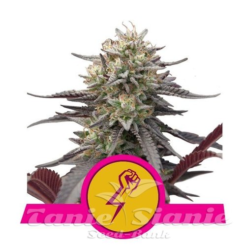 Nasiona Marihuany Green Crack Punch - ROYAL QUEEN SEEDS 
