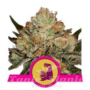 Nasiona Marihuany HulkBerry - ROYAL QUEEN SEEDS 