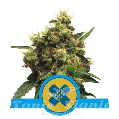 Nasiona Marihuany Painkiller XL CBD - ROYAL QUEEN SEEDS